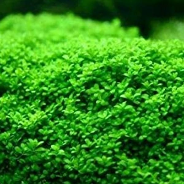 Hemianthus callitrichoides Cuba